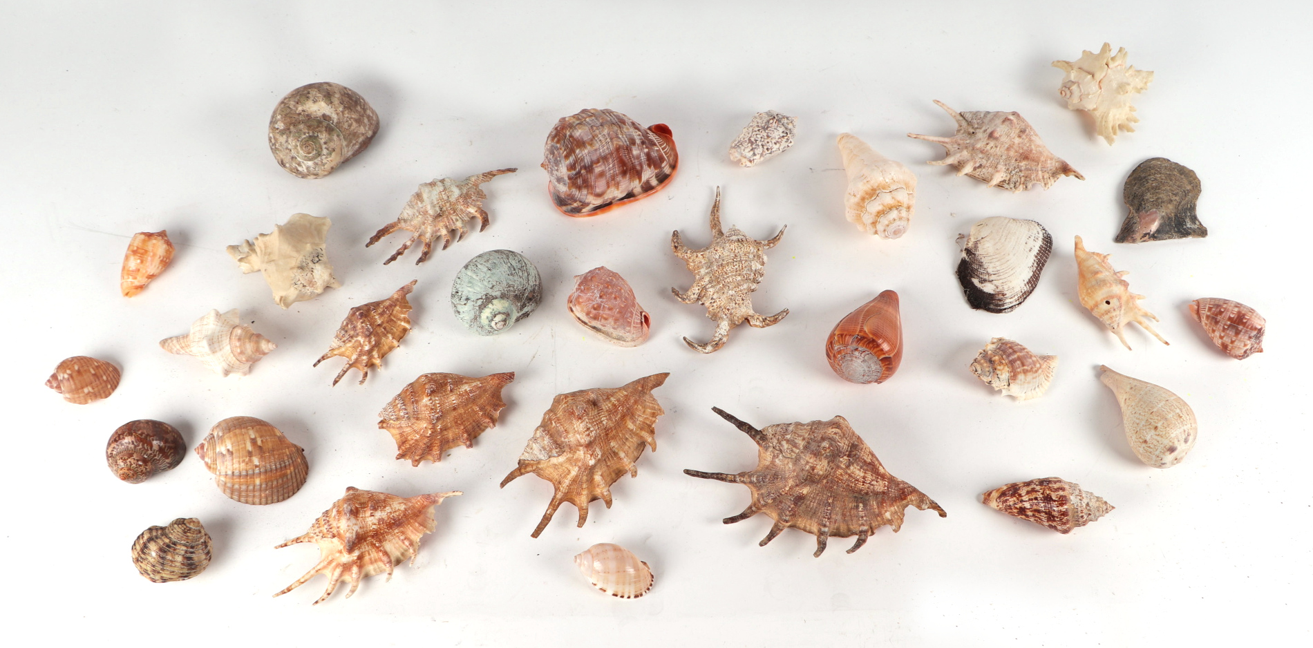 A quantity of seashells, fossils and crystal geodes.