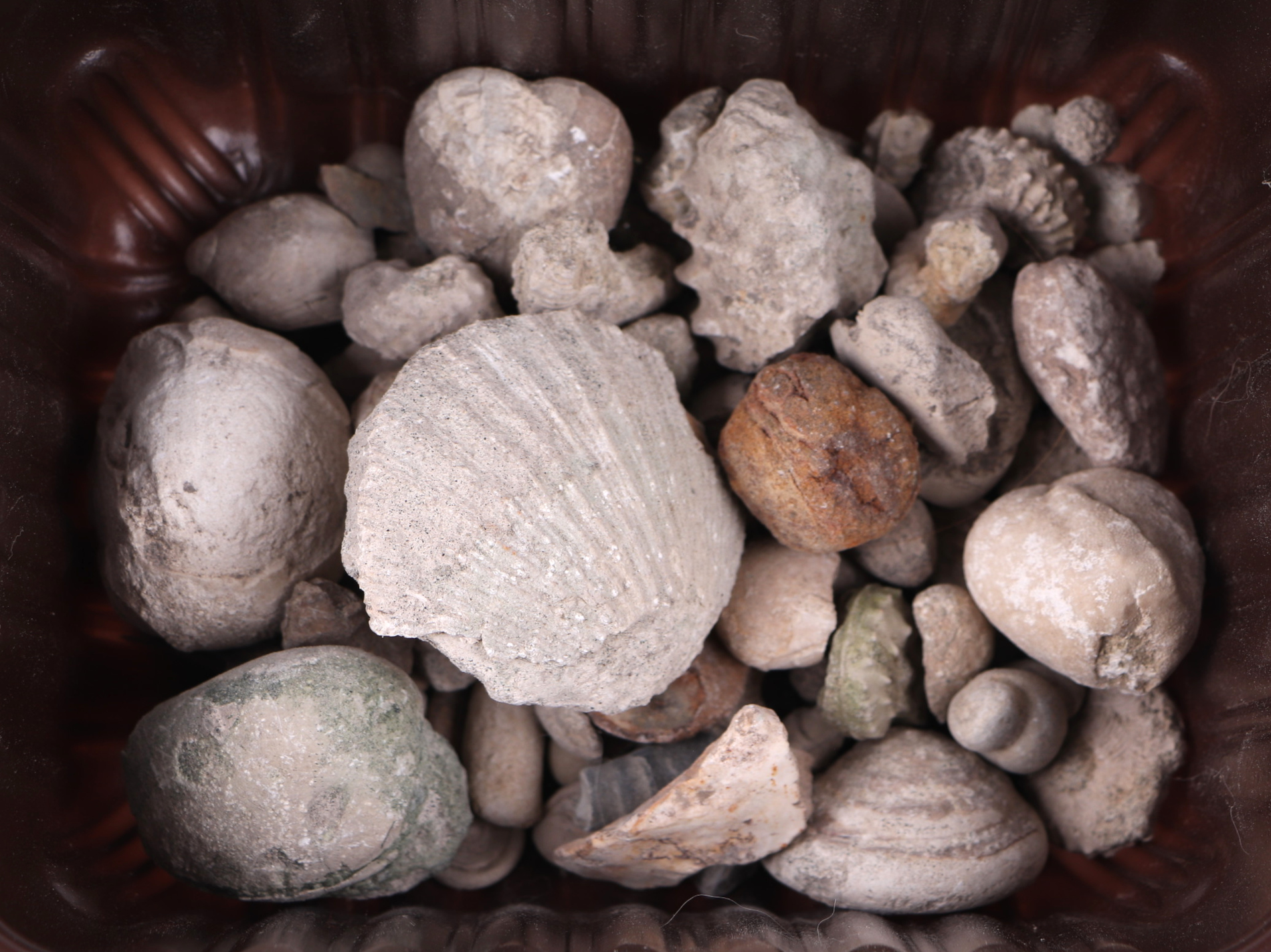 A quantity of seashells, fossils and crystal geodes. - Image 6 of 6