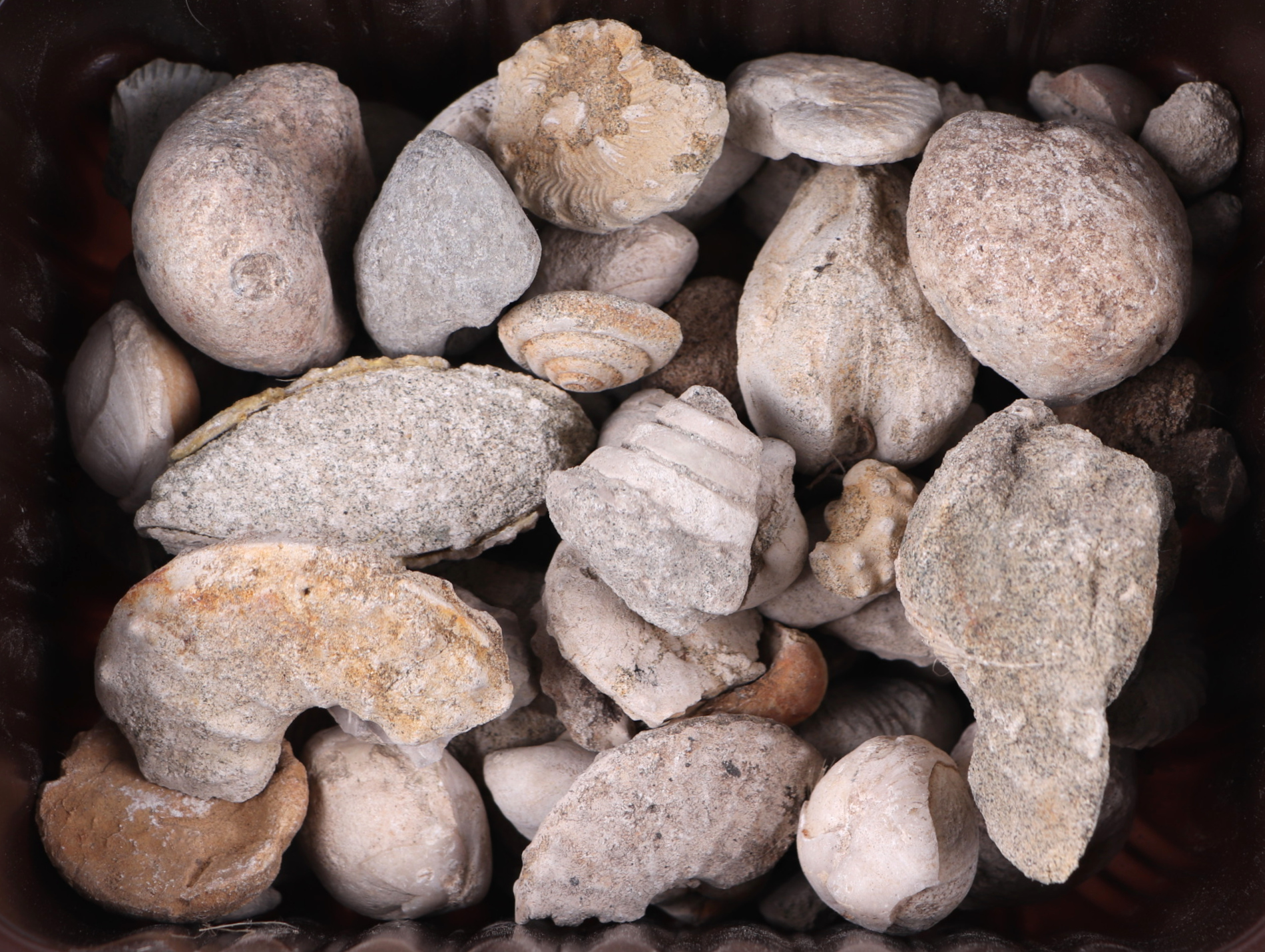 A quantity of seashells, fossils and crystal geodes. - Image 4 of 6