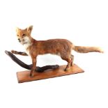 Taxidermy. A full mount fox mounted on a wooden plinth, 70cms wide.