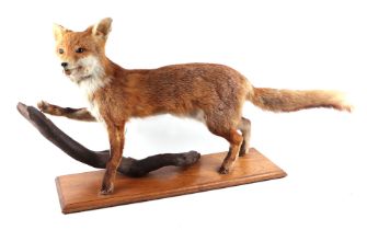 Taxidermy. A full mount fox mounted on a wooden plinth, 70cms wide.