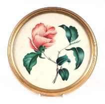 A Victorian school - Botanical Study of a Flower - watercolour heightened with body colour, 18cms