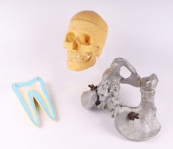 Three anatomical teaching aids comprising skull, tooth and pelvis (3).