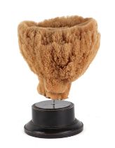 A marine sponge mounted on a museum style display stand. 28cm high overall