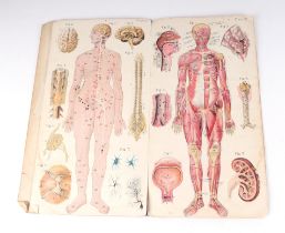 Bailliere's Popular Atlas of the Anatomy and Physiology of the Female Human Body (WAF).