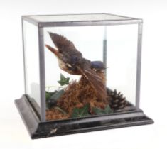 Taxidermy. A kingfisher in a naturalistic setting, cased, 20cms wide.