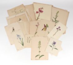 A folio containing botanical and floral watercolour studies, various sizes, all unframed.