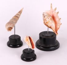 A group of marine seashells on museum style display stands (3)