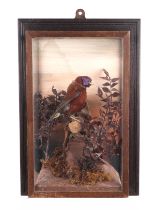 Taxidermy. A violet eared waxbill in a naturalistic setting, cased, 16 by 26cms.