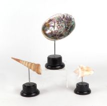 A group of marine seashells on museum style display stands (3)