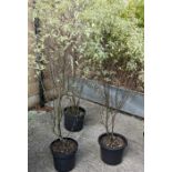 Three pittosporum trees