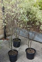 Three pittosporum trees