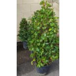 Three shaped bay shrubs