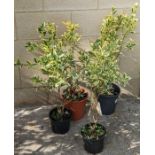 Four spindle trees