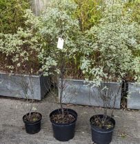 Three pittosporum trees