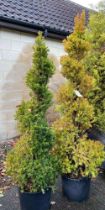 Two shaped Taxus trees