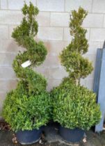 Two shaped Buxus trees