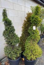 Three shaped Taxus trees