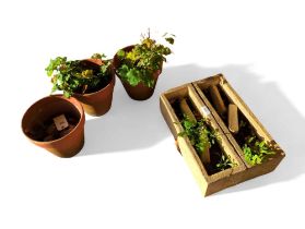 Three terracotta flower pots and two rectangular p