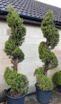 Two shaped fir trees