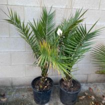 Two Canary palms