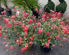 Two pink salvia's