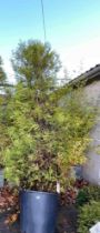 Fir tree, this tree is roughly 14/15 feet tall and