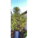 Fir tree, this tree is roughly 14/15 feet tall and