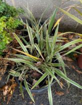 Two variegated plants