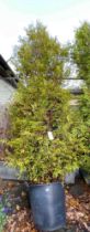 Fir tree, this tree is roughly 14/15 feet tall and