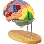 RRP £78.00 Vevor Human Brain Model Anatomy 4-Part Model of Brain w/Labels & Display Base Color-Co