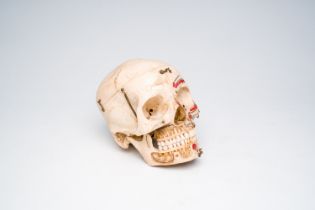 A human skull for academic purposes with sagittal and transverse section, 20th C.