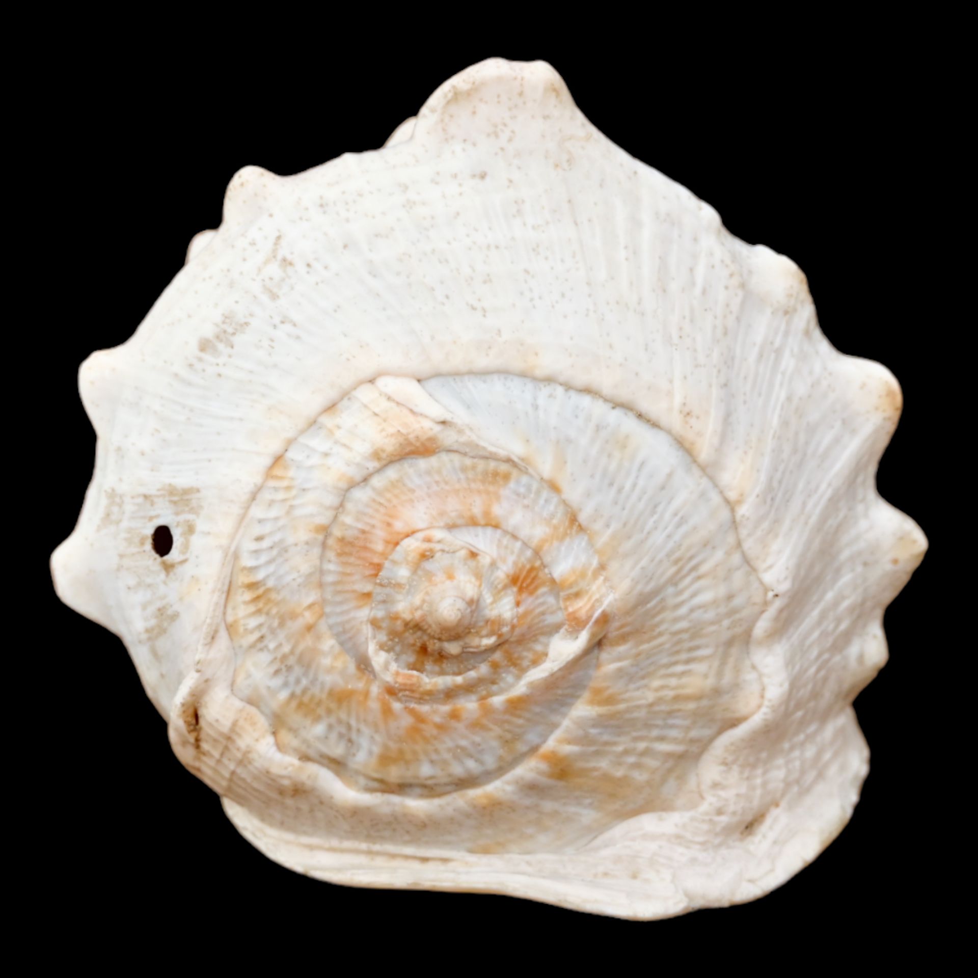 A RELIEF CARVED CAMEO CONCH SHELLA EARLY 19TH CENTURY - Image 7 of 11