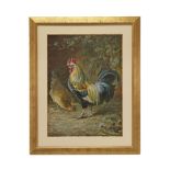 Charles DE HASPE (Belgian XIX) "Rooster", Gouache on paper, Belgian painting of the 19th century.