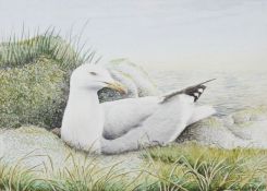 John Dolton (20th century school) Watercolour Seagull nesting, signed lower right, 14.5cm x 20cm
