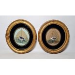 Pair of Chinese watercolours of exotic birds, each painted on a leaf and surrounded by foliage,