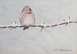 Neil Bradwell (20th century) Watercolour Common Redpoll on snowy barbed-wire, signed lower right and