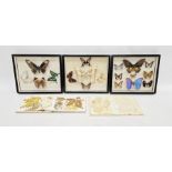 Three cased and mounted moth and butterfly collections, 25cm x 30cm approx. and two albums of
