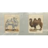 Two antique prints framed together. 'The White Tartarian Camel or Dromedary', engraved J. Chapman,