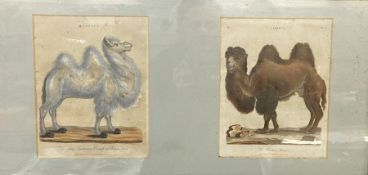 Two antique prints framed together. 'The White Tartarian Camel or Dromedary', engraved J. Chapman,