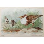 After Archibald Thorburn  Nine chromolithographic prints  Birds, to include Dusky Redshank,