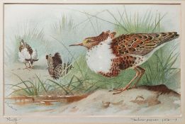 After Archibald Thorburn  Nine chromolithographic prints  Birds, to include Dusky Redshank,
