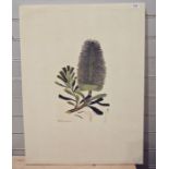 Giclee print of a Australian Banksia flower from a bookplate