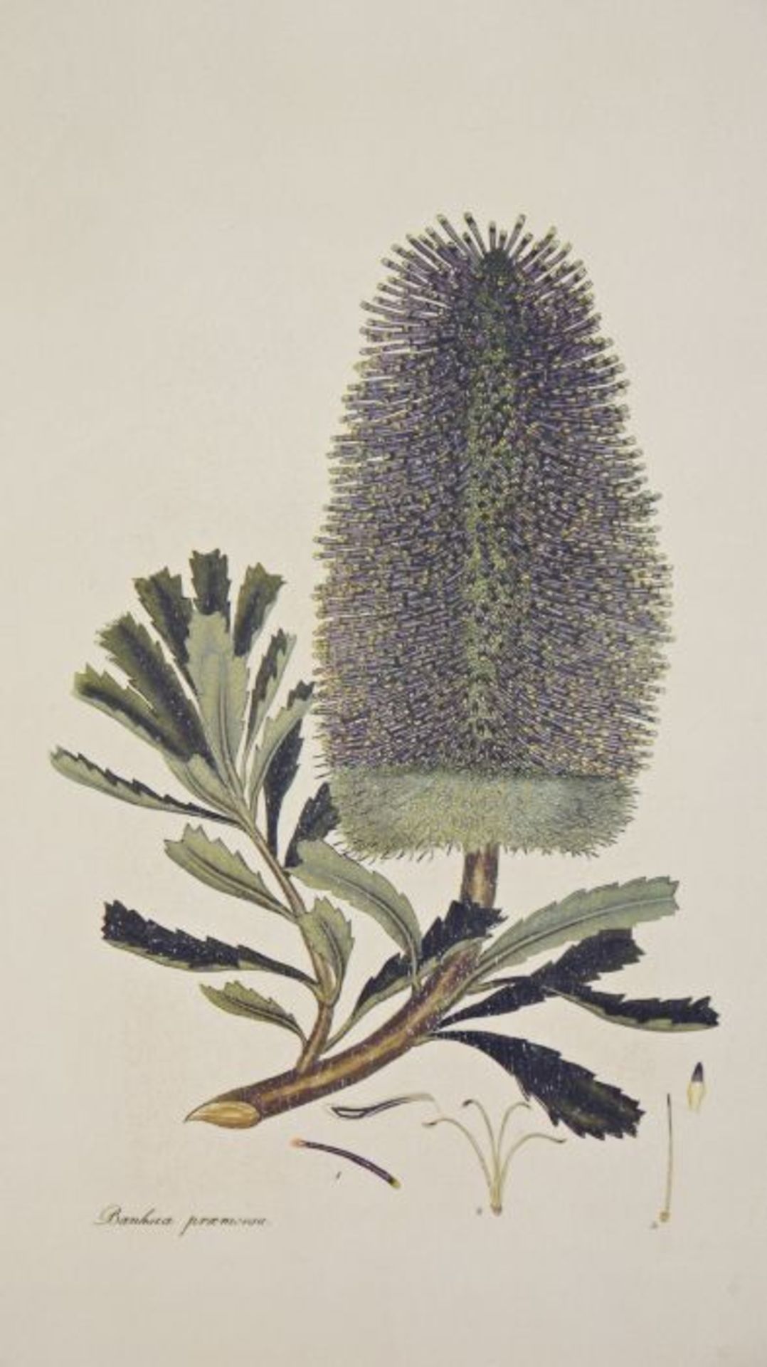 Giclee print of a Australian Banksia flower from a bookplate - Image 2 of 2