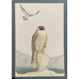 Jane Gardiner Folio of watercolour studies of birds of preyCondition Report8 watercolours and 2