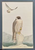 Jane Gardiner Folio of watercolour studies of birds of preyCondition Report8 watercolours and 2