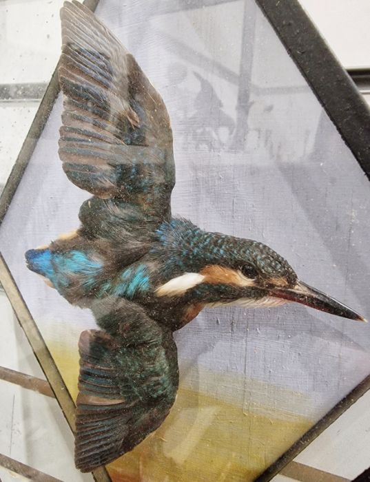 LOT WITHDRAWN Taxidermy common Kingfisher, mounted with wings outstretched as if in flight, housed - Image 2 of 2