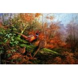 Neil Cox (British b.1955) Watercolour Pheasants perched on fallen branch in woodland undergrowth,