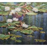 Neil Cox (British b.1955) Watercolour Moorhen amongst flowering lilypads, signed lower left, framed