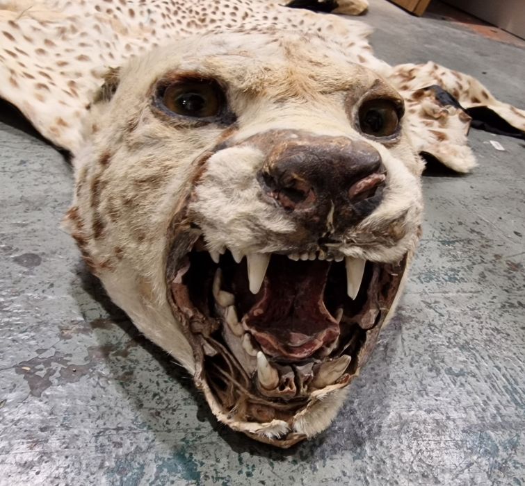 Cheetah skin rug with head, backed (with some loose parts and some claws missing, fangs intact, - Image 2 of 3